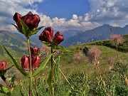 Laghi di Porcile, Passo di Tartano, Cima-Passo di Lemma ad anello (16lu22) - FOTOGALLERY